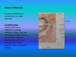 RAMAS TERMINALES.
La arteria oftálmica se
continúa con su rama
terminal:
La arteria nasal,
continuación de la
oftálmica, se dirige
adelante y abajo, pasa por
encima del tendón directo
del orbicular, luego se
anastomosa en el surco
nasopalpebral con la
angular, rama terminal de
la facial.
A.facial
A.nasal
 