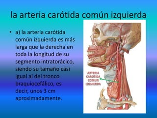 la arteria carótida común izquierda
• a) la arteria carótida
común izquierda es más
larga que la derecha en
toda la longitud de su
segmento intratorácico,
siendo su tamaño casi
igual al del tronco
braquiocefálico, es
decir, unos 3 cm
aproximadamente.
 