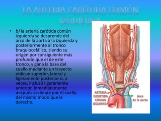 • b) la arteria carótida común
izquierda se desprende del
arco de la aorta a la izquierda y
posteriormente al tronco
braquiocefálico, siendo su
origen por consiguiente más
profundo que el de este
tronco, y gana la base del
cuello mediante un trayecto
oblicuo superior, lateral y
ligeramente posterior o, a
veces, incluso ligeramente
anterior. Inmediatamente
después asciende por el cuello
del mismo modo que la
derecha.
 