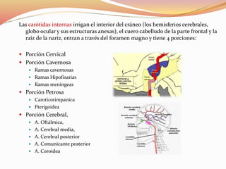 Irrigación de la cabeza y cuello | PPTX