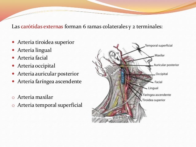 Irrigación de la cabeza y cuello