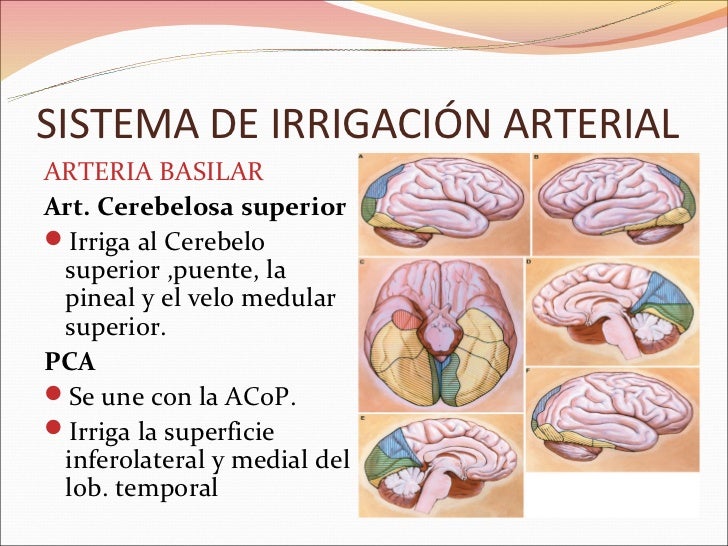 Irrigación del cerebro final Irrigación del cerebro final