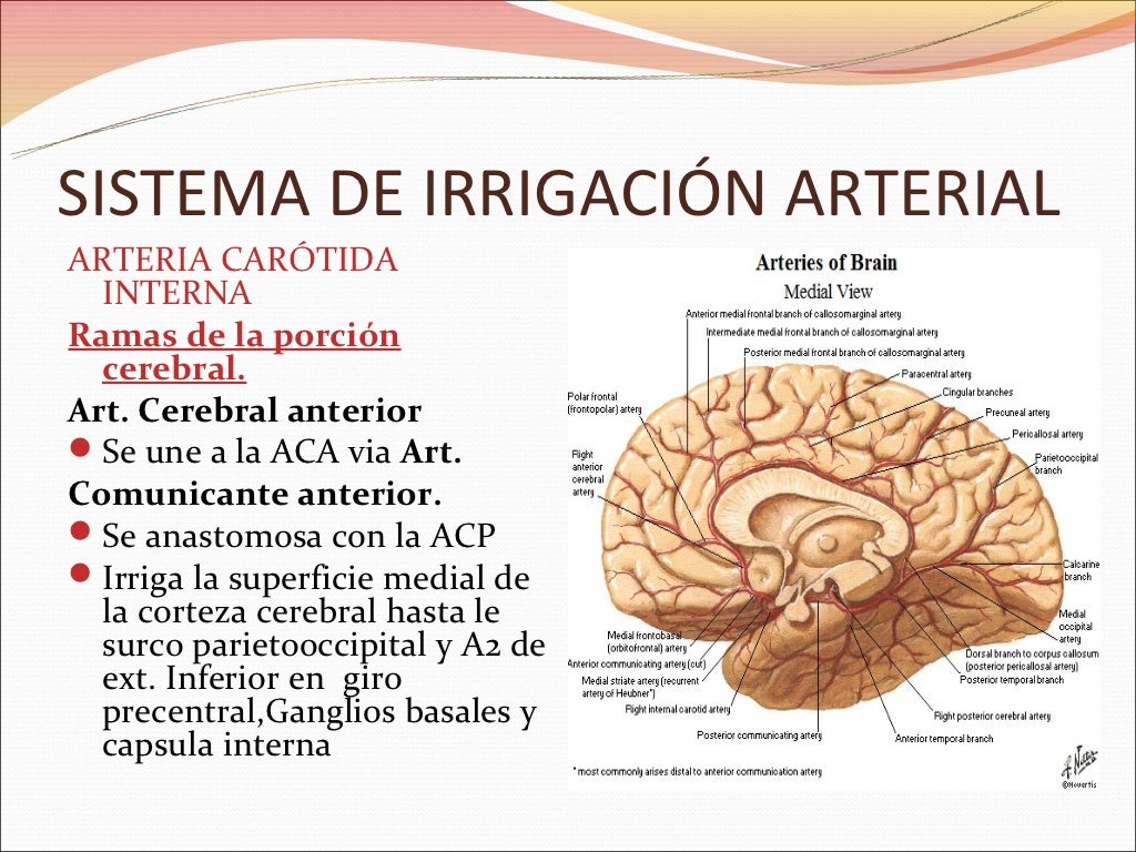 Irrigación del cerebro final Irrigación del cerebro final