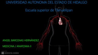 UNIVERSIDAD AUTONOMA DEL ESTADO DE HIDALGO
Escuela superior de Tlahuelilpan
ANGEL BARCENAS HERNÁNDEZ
MEDICINA / ANATOMIA II
 