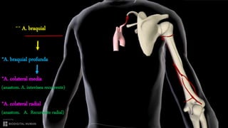 IRRIGACIÓN ARTERIAL DE MIEMBRO SUPERIOR. | PPTX