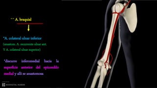 IRRIGACIÓN ARTERIAL DE MIEMBRO SUPERIOR. | PPTX
