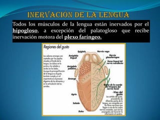 Inervación de la lengua Todos los músculos de la lengua están inervados por el hipogloso, a excepción del palatogloso que recibe inervación motora del plexo faríngeo. 