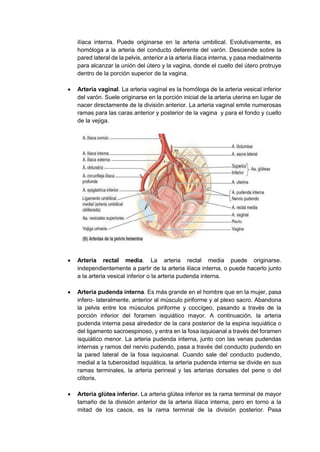 ilíaca interna. Puede originarse en la arteria umbilical. Evolutivamente, es
homóloga a la arteria del conducto deferente del varón. Desciende sobre la
pared lateral de la pelvis, anterior a la arteria ilíaca interna, y pasa medialmente
para alcanzar la unión del útero y la vagina, donde el cuello del útero protruye
dentro de la porción superior de la vagina.
 Arteria vaginal. La arteria vaginal es la homóloga de la arteria vesical inferior
del varón. Suele originarse en la porción inicial de la arteria uterina en lugar de
nacer directamente de la división anterior. La arteria vaginal emite numerosas
ramas para las caras anterior y posterior de la vagina y para el fondo y cuello
de la vejiga.
 Arteria rectal media. La arteria rectal media puede originarse.
independientemente a partir de la arteria ilíaca interna, o puede hacerlo junto
a la arteria vesical inferior o la arteria pudenda interna.
 Arteria pudenda interna. Es más grande en el hombre que en la mujer, pasa
infero- lateralmente, anterior al músculo piriforme y al plexo sacro. Abandona
la pelvis entre los músculos piriforme y coccígeo, pasando a través de la
porción inferior del foramen isquiático mayor. A continuación, la arteria
pudenda interna pasa alrededor de la cara posterior de la espina isquiática o
del ligamento sacroespinoso, y entra en la fosa isquioanal a través del foramen
isquiático menor. La arteria pudenda interna, junto con las venas pudendas
internas y ramos del nervio pudendo, pasa a través del conducto pudendo en
la pared lateral de la fosa isquioanal. Cuando sale del conducto pudendo,
medial a la tuberosidad isquiática, la arteria pudenda interna se divide en sus
ramas terminales, la arteria perineal y las arterias dorsales del pene o del
clítoris.
 Arteria glútea inferior. La arteria glútea inferior es la rama terminal de mayor
tamaño de la división anterior de la arteria ilíaca interna, pero en torno a la
mitad de los casos, es la rama terminal de la división posterior. Pasa
 