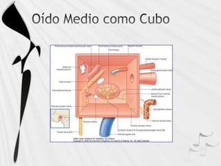 Irrigación e inervación de oído medio