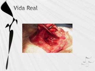 Irrigación e inervación de oído medio