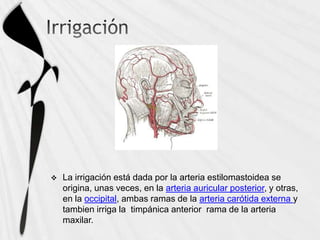  La irrigación está dada por la arteria estilomastoidea se
origina, unas veces, en la arteria auricular posterior, y otras,
en la occipital, ambas ramas de la arteria carótida externa y
tambien irriga la timpánica anterior rama de la arteria
maxilar.