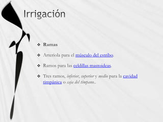 
músculo del estribo
celdillas mastoideas
cavidad
timpánica