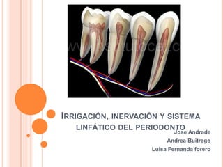 IRRIGACIÓN, INERVACIÓN Y SISTEMA
   LINFÁTICO DEL PERIODONTO
                           Jose Andrade
                         Andrea Buitrago
                    Luisa Fernanda forero
 