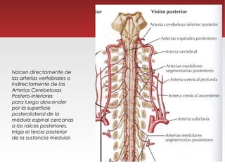 Nacen directamente de
las arterias vertebrales o
indirectamente de las
Arterias Cerebelosas
Postero-inferiores
para luego descender
por la superficie
posterolateral de la
médula espinal cercanas
a las raíces posteriores.
Irriga el tercio posterior
de la sustancia medular.
 