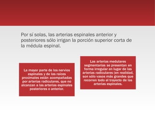 Por sí solas, las arterias espinales anterior y
posteriores sólo irrigan la porción superior corta de
la médula espinal.
 
