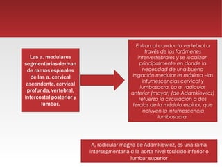 Entran al conducto vertebral a
                           través de los forámenes
                      intervertebrales y se localizan
                       principalmente en donde la
                         necesidad de una buena
                  irrigación medular es máxima –las
                         intumescencias cervical y
                        lumbosacra. La a. radicular
                  anterior (mayor) (de Adamkiewicz)
                       refuerza la circulación a dos
                   tercios de la médula espinal, que
                         incluyen la intumescencia
                                 lumbosacra.




 A, radicular magna de Adamkiewicz, es una rama
intersegmentaria d la aorta nivel torácido inferior o
                 lumbar superior
 