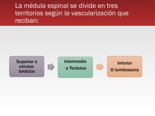 La médula espinal se divide en tres
territorios según la vascularización que
reciban:
 