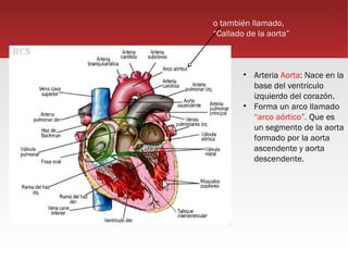 o también llamado,
“Callado de la aorta”



        • Arteria Aorta: Nace en la
          base del ventrículo
          izquierdo del corazón.
        • Forma un arco llamado
          “arco aórtico”. Que es
          un segmento de la aorta
          formado por la aorta
          ascendente y aorta
          descendente.
 