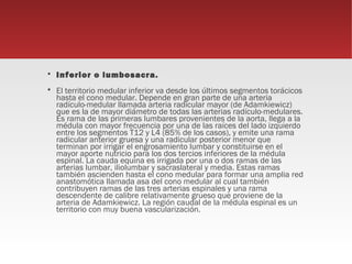    Inferior o lumbosacra.
   El territorio medular inferior va desde los últimos segmentos torácicos
    hasta el cono medular. Depende en gran parte de una arteria
    radículo-medular llamada arteria radicular mayor (de Adamkiewicz)
    que es la de mayor diámetro de todas las arterias radículo-medulares.
    Es rama de las primeras lumbares provenientes de la aorta, llega a la
    médula con mayor frecuencia por una de las raíces del lado izquierdo
    entre los segmentos T12 y L4 (85% de los casos), y emite una rama
    radicular anterior gruesa y una radicular posterior menor que
    terminan por irrigar el engrosamiento lumbar y constituirse en el
    mayor aporte nutricio para los dos tercios inferiores de la médula
    espinal. La cauda equina es irrigada por una o dos ramas de las
    arterias lumbar, iliolumbar y sacraslateral y media. Estas ramas
    también ascienden hasta el cono medular para formar una amplia red
    anastomótica llamada asa del cono medular al cual también
    contribuyen ramas de las tres arterias espinales y una rama
    descendente de calibre relativamente grueso que proviene de la
    arteria de Adamkiewicz. La región caudal de la médula espinal es un
    territorio con muy buena vascularización.
 