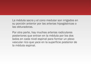 La médula sacra y el cono medular son irrigados en
su porción anterior por las arterias hipogástricas o
las obturadoras.
Por otra parte, hay muchas arterias radiculares
posteriores que entran en la médula por los dos
lados en cada nivel espinal para formar un plexo
vascular rico que yace en la superficie posterior de
la médula espinal.
 
