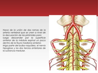 Nace de la unión de dos ramas de la
arteria vertebral que se unen a nivel de
la decusación de las pirámides para
luego descender por la superficie
anterior de la médula espinal un poco
dentro de la fisura mediana anterior.
Irriga parte del bulbo raquídeo, el nervio
hipogloso y los dos tercios anteriores de
la sustancia medular.
 