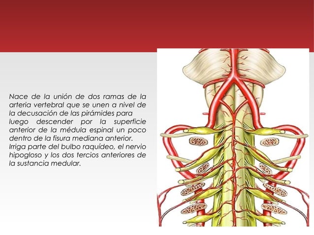 Irrigación médula espinal