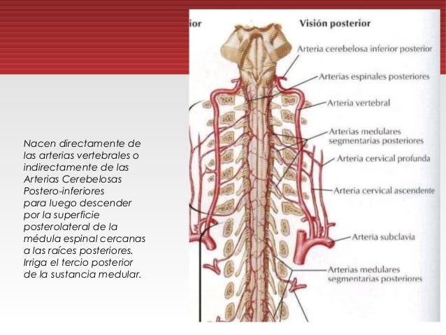 Irrigación médula espinal