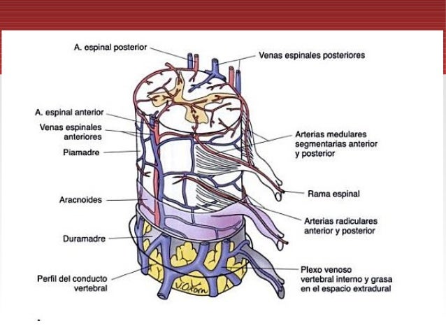 Irrigación De La Médula Espinal Pdf