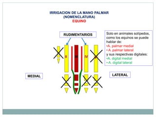 irrigación miembro toracico.pptx