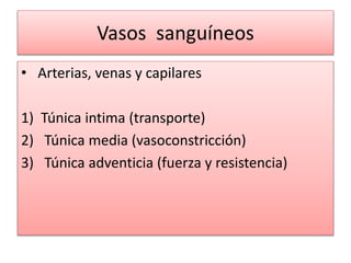 Vasos sanguíneos
• Arterias, venas y capilares
1) Túnica intima (transporte)
2) Túnica media (vasoconstricción)
3) Túnica adventicia (fuerza y resistencia)
 