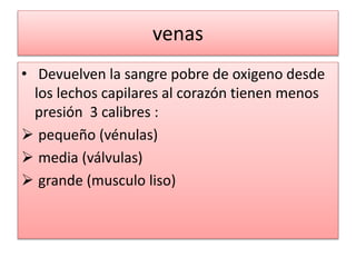 venas
• Devuelven la sangre pobre de oxigeno desde
los lechos capilares al corazón tienen menos
presión 3 calibres :
 pequeño (vénulas)
 media (válvulas)
 grande (musculo liso)
 