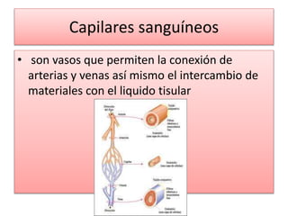 Capilares sanguíneos
• son vasos que permiten la conexión de
arterias y venas así mismo el intercambio de
materiales con el liquido tisular
 