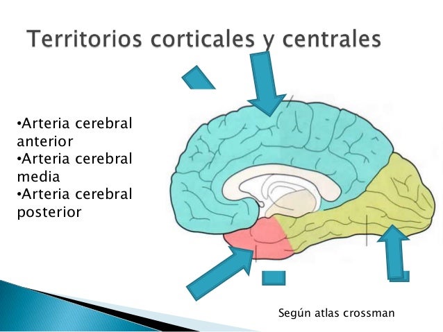 Que Arterias Irrigan El Cerebro