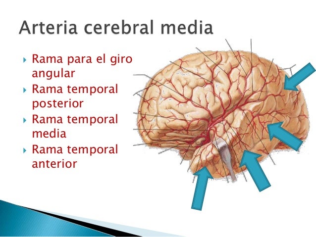 Que Arterias Irrigan El Cerebro