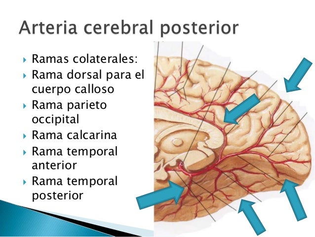 Que Arterias Irrigan El Cerebro