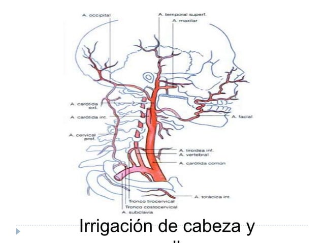 Irrigación cabeza arterias carótidas | PPT