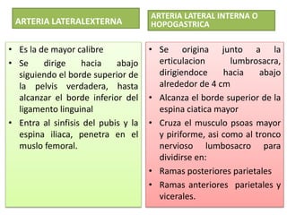 ARTERIA LATERALEXTERNA 
• Es la de mayor calibre 
• Se dirige hacia abajo 
siguiendo el borde superior de 
la pelvis verdadera, hasta 
alcanzar el borde inferior del 
ligamento linguinal 
• Entra al sinfisis del pubis y la 
espina iliaca, penetra en el 
muslo femoral. 
ARTERIA LATERAL INTERNA O 
HOPOGASTRICA 
• Se origina junto a la 
erticulacion lumbrosacra, 
dirigiendoce hacia abajo 
alrededor de 4 cm 
• Alcanza el borde superior de la 
espina ciatica mayor 
• Cruza el musculo psoas mayor 
y piriforme, asi como al tronco 
nervioso lumbosacro para 
dividirse en: 
• Ramas posteriores parietales 
• Ramas anteriores parietales y 
vicerales. 
 