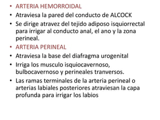 • ARTERIA HEMORROIDAL 
• Atraviesa la pared del conducto de ALCOCK 
• Se dirige atravez del tejido adiposo isquiorrectal 
para irrigar al conducto anal, el ano y la zona 
perineal. 
• ARTERIA PERINEAL 
• Atraviesa la base del diafragma urogenital 
• Irriga los musculo isquiocavernoso, 
bulbocavernoso y perineales tranversos. 
• Las ramas terminales de la arteria perineal o 
arterias labiales posteriores atraviesan la capa 
profunda para irrigar los labios 
 
