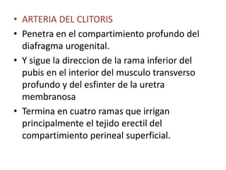 • ARTERIA DEL CLITORIS 
• Penetra en el compartimiento profundo del 
diafragma urogenital. 
• Y sigue la direccion de la rama inferior del 
pubis en el interior del musculo transverso 
profundo y del esfinter de la uretra 
membranosa 
• Termina en cuatro ramas que irrigan 
principalmente el tejido erectil del 
compartimiento perineal superficial. 
 