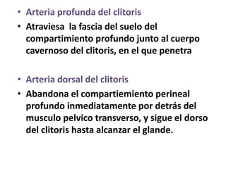 • Arteria profunda del clitoris 
• Atraviesa la fascia del suelo del 
compartimiento profundo junto al cuerpo 
cavernoso del clitoris, en el que penetra 
• Arteria dorsal del clitoris 
• Abandona el compartiemiento perineal 
profundo inmediatamente por detrás del 
musculo pelvico transverso, y sigue el dorso 
del clitoris hasta alcanzar el glande. 
 