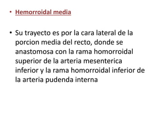 • Hemorroidal media 
• Su trayecto es por la cara lateral de la 
porcion media del recto, donde se 
anastomosa con la rama homorroidal 
superior de la arteria mesenterica 
inferior y la rama homorroidal inferior de 
la arteria pudenda interna 
 