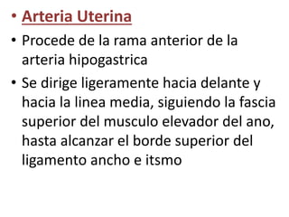 • Arteria Uterina 
• Procede de la rama anterior de la 
arteria hipogastrica 
• Se dirige ligeramente hacia delante y 
hacia la linea media, siguiendo la fascia 
superior del musculo elevador del ano, 
hasta alcanzar el borde superior del 
ligamento ancho e itsmo 
 