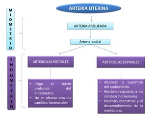 ARTERIA UTERINA 
ARTERIA ARQUEADA 
ARTERIOLAS RECTALES ARTERIOLAS ESPIRALES 
• Irriga el tercio 
profundo del 
endometrio. 
• No se afectan con los 
cambios hormonales 
• Alcanzan la superficie 
del endometrio. 
• Reciben respuesta a los 
cambios hormonales 
• Necrosis menstrual y el 
desprendimiento de la 
membrana. 
Arteria radial 
M 
I 
O 
M 
E 
T 
R 
I 
O 
E 
N 
D 
O 
M 
E 
T 
R 
I 
O 
 