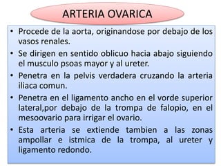 ARTERIA OVARICA 
• Procede de la aorta, originandose por debajo de los 
vasos renales. 
• Se dirigen en sentido oblicuo hacia abajo siguiendo 
el musculo psoas mayor y al ureter. 
• Penetra en la pelvis verdadera cruzando la arteria 
iliaca comun. 
• Penetra en el ligamento ancho en el vorde superior 
lateral,por debajo de la trompa de falopio, en el 
mesoovario para irrigar el ovario. 
• Esta arteria se extiende tambien a las zonas 
ampollar e istmica de la trompa, al ureter y 
ligamento redondo. 
 
