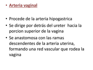 • Arteria vaginal 
• Procede de la arteria hipogastrica 
• Se dirige por detrás del ureter hacia la 
porcion superior de la vagina 
• Se anastomosa con las ramas 
descendentes de la arteria uterina, 
formando una red vascular que rodea la 
vagina 
 
