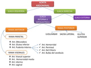 AORTA 
ABDOMINAL 
ILIACA DERECHA 
RAMA POSTERIOR 
ILIACA IZQUIERDA 
RAMA ANTERIOR 
RAMA PARIETAL 
RAMA VISERALES 
ILIACA ILIACA EXTERNA 
INTERNA ó 
HIPOGASTRICA 
ILIOLUMBAR SACRA LATERAL GLUTEA 
SUPERIOR 
 Art. Obturadora 
 Art. Glutea inferior 
 Art. Pudenta Interna 
 Art. Visecal superior 
 Art. Hemorroidal media 
 Art. Uterina 
 Art. vaginal 
 Art. Hemorridal 
 Art. Perinieal 
 Art. Del Clitoris 
 Art. Bulbo del vestibulo 
