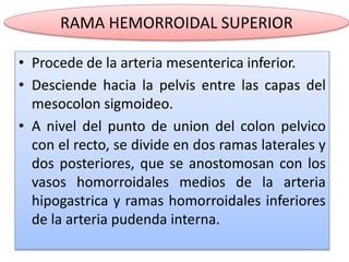 RAMA HEMORROIDAL SUPERIOR 
• Procede de la arteria mesenterica inferior. 
• Desciende hacia la pelvis entre las capas del 
mesocolon sigmoideo. 
• A nivel del punto de union del colon pelvico 
con el recto, se divide en dos ramas laterales y 
dos posteriores, que se anostomosan con los 
vasos homorroidales medios de la arteria 
hipogastrica y ramas homorroidales inferiores 
de la arteria pudenda interna. 
 