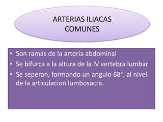 ARTERIAS ILIACAS 
COMUNES 
• Son ramas de la arteria abdominal 
• Se bifurca a la altura de la lV vertebra lumbar 
• Se seperan, formando un angulo 68°, al nivel 
de la articulacion lumbosacra. 
 