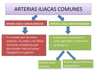ARTERIAS ILIACAS COMUNES 
ARTERIA ILIACA COMUN DERECHA 
• Es cruzada por los vasos 
ovaricos, el ureter y las fibras 
nerviosas simpaticas,que 
descienden hacia el plexo 
hipogastrico superior. 
ARTERIA ILIACA COMUN IZQUIERDA 
• A demas es cruzada por el 
colon sigmoideo y mesocolon. 
• Se divide en: 
Arteria iliaca 
externa 
Arteria iliaca interna o 
hipogastrica 
 