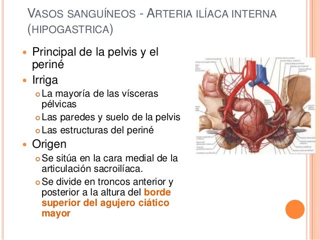 Irrigacion de la pelvis